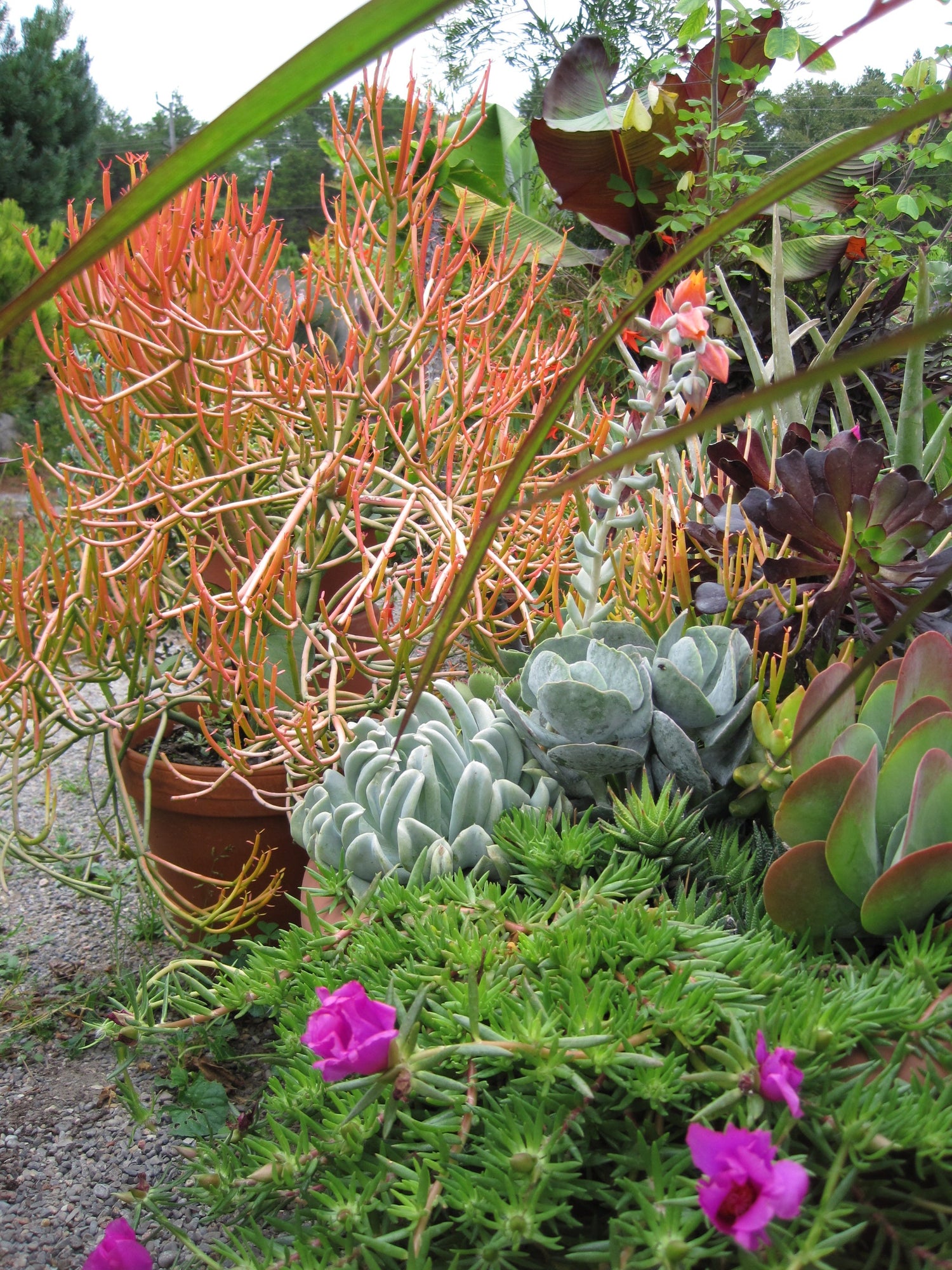 Succulents