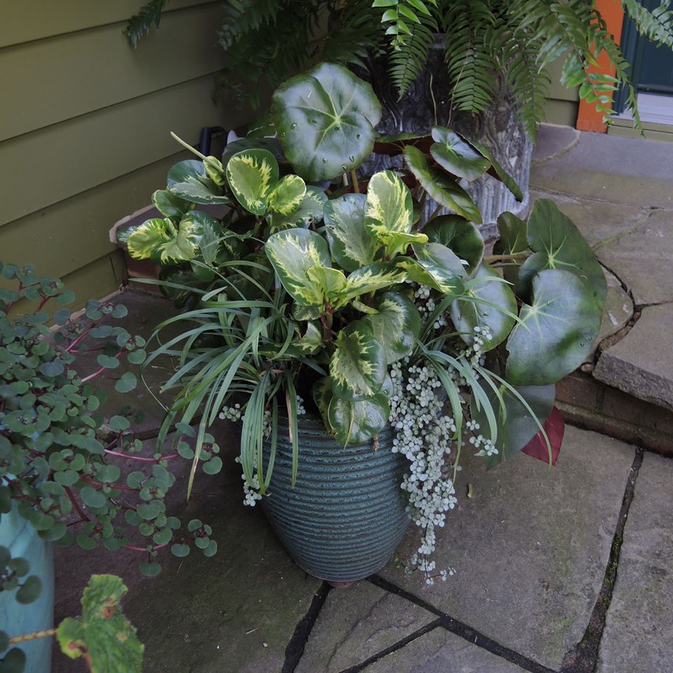 Pilea glauca Aquamarine