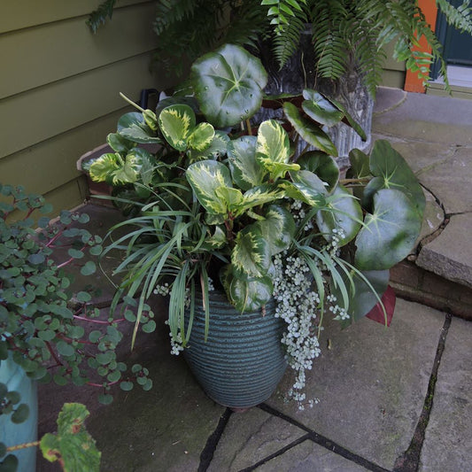Pilea glauca Aquamarine