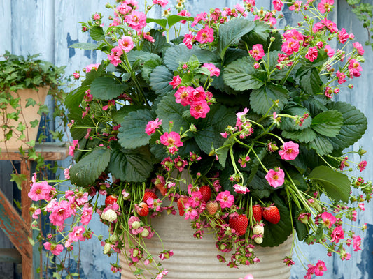Strawberry Summer Breeze Cherry Blossom