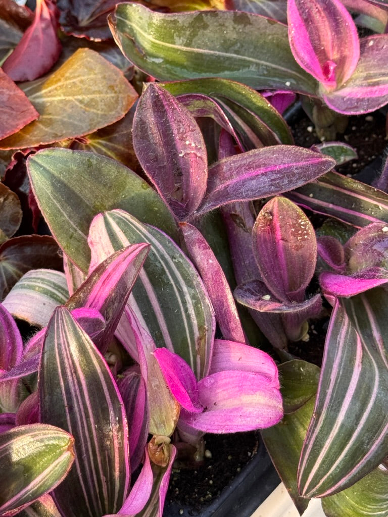 Tradescantia pallida Pink Stripes