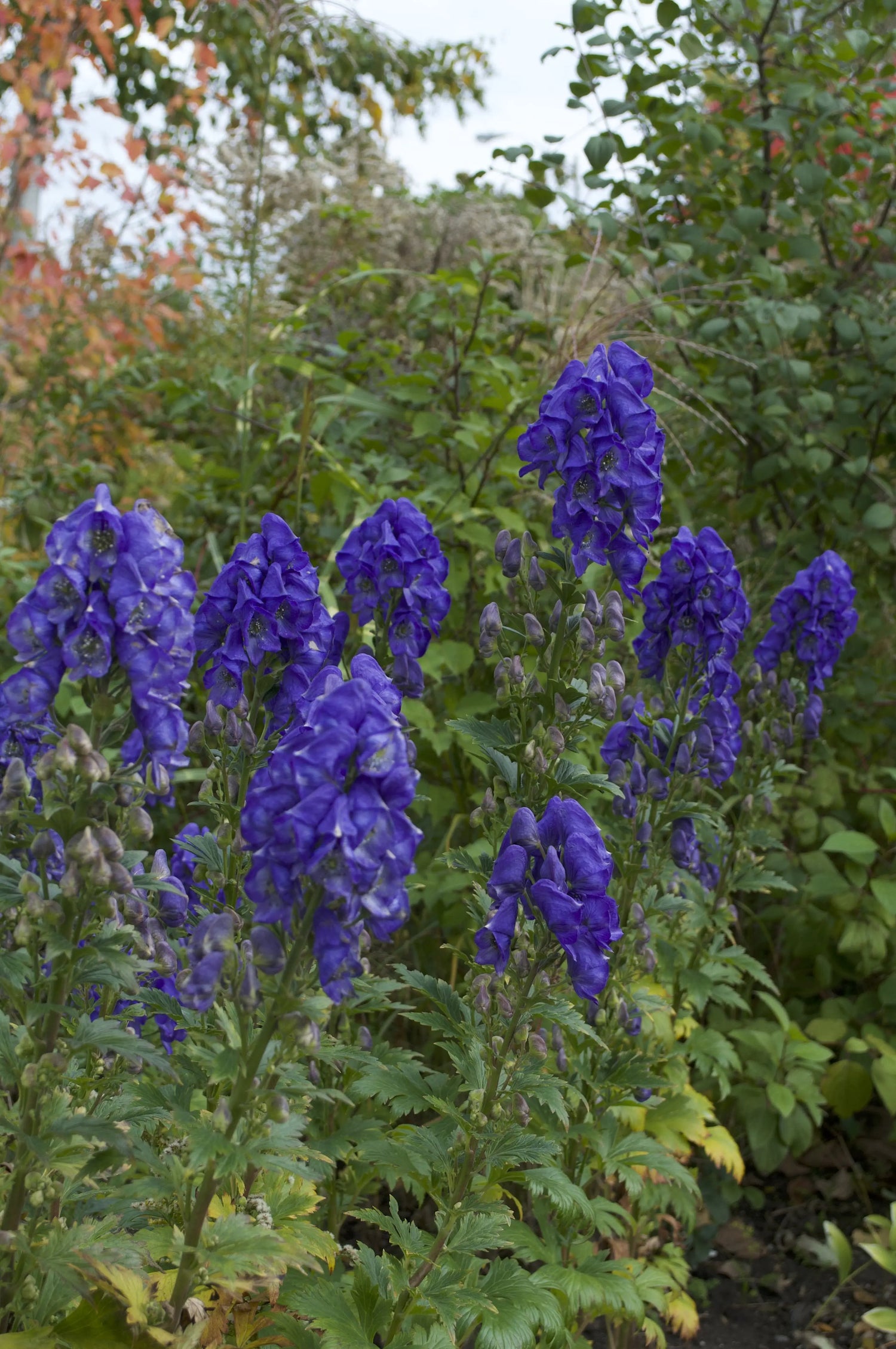 Aconitum carmichaelii Arendsii