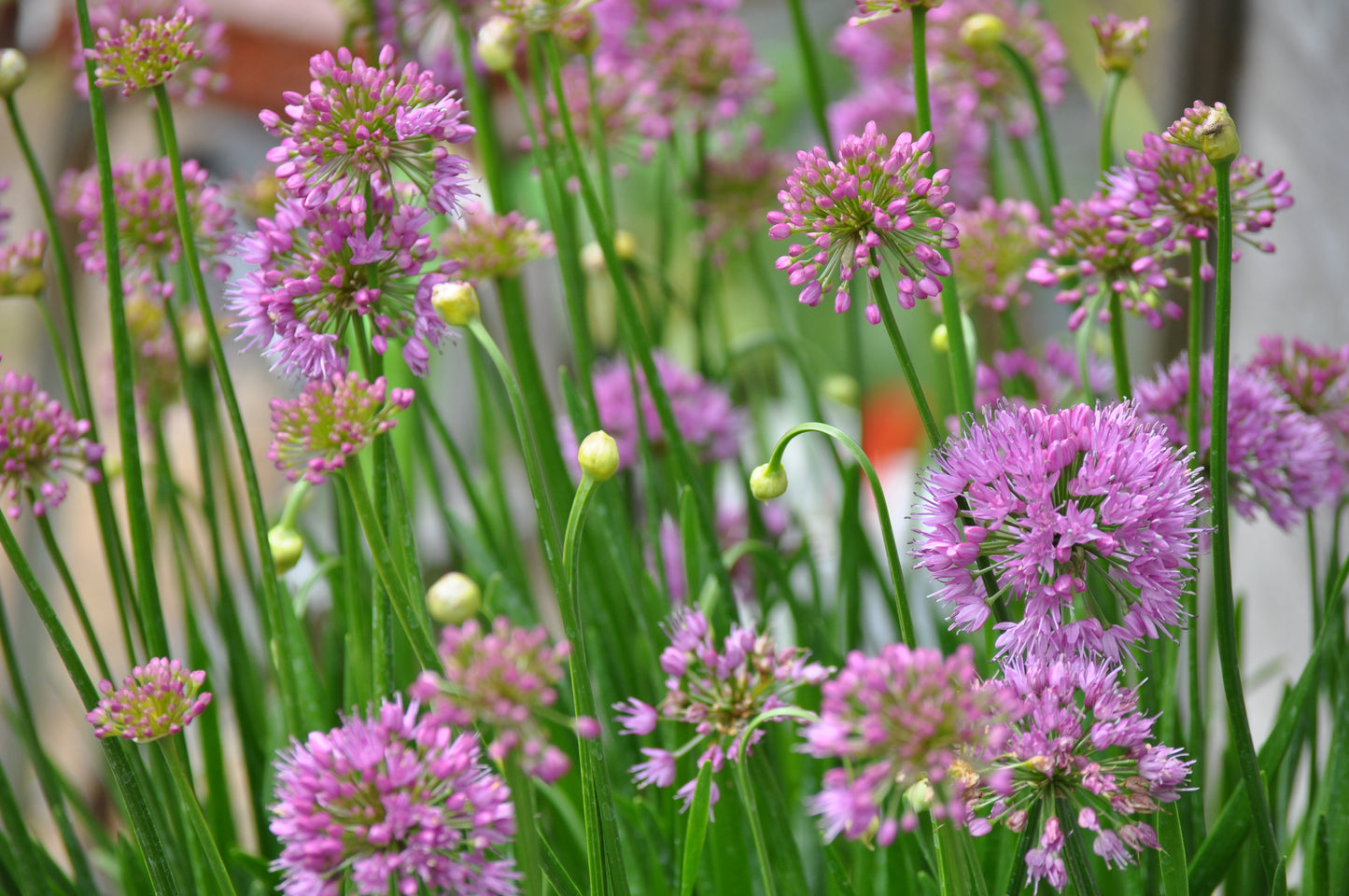 Allium Millenium