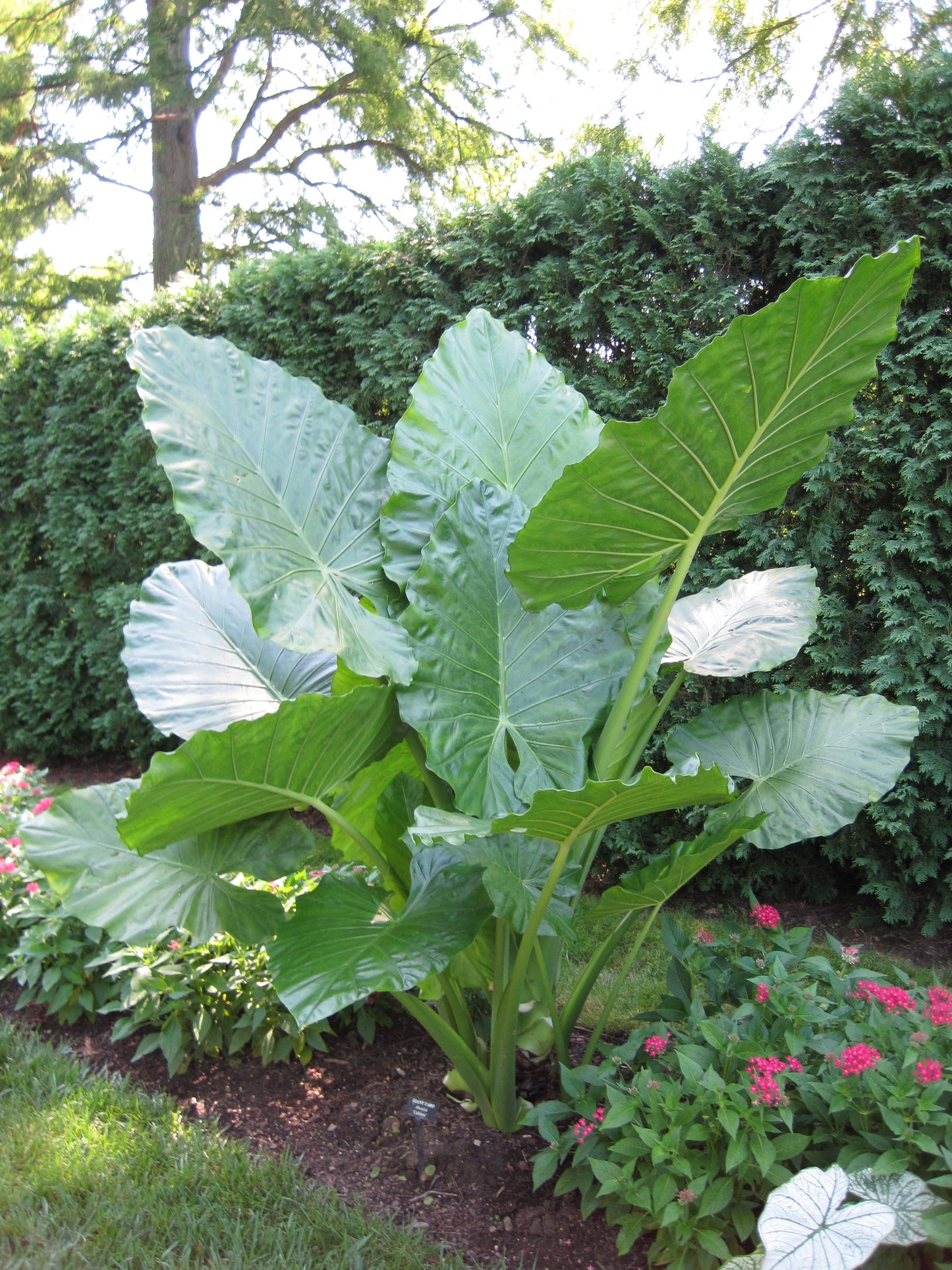 Alocasia Calidora