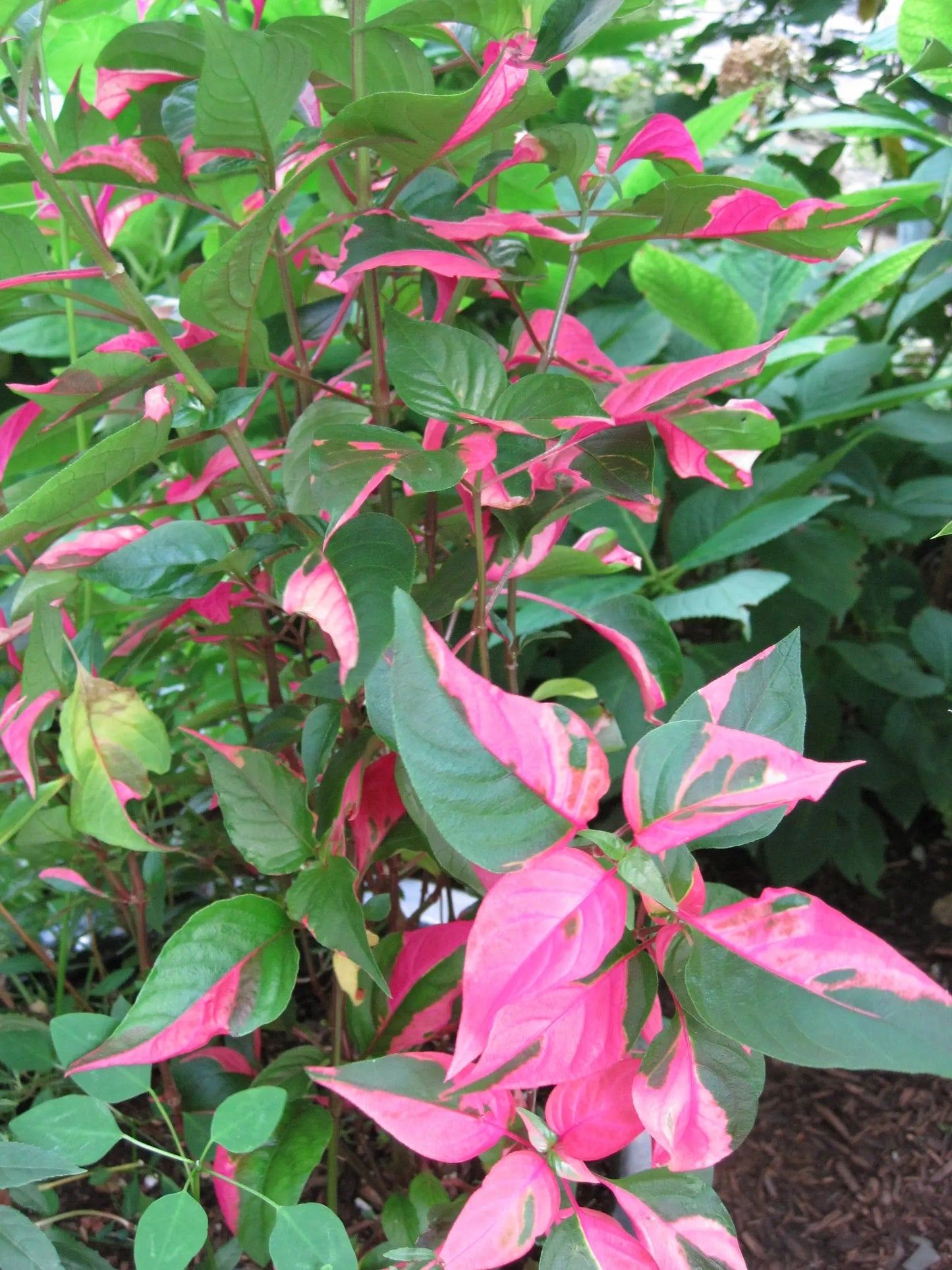 Alternanthera Partytime