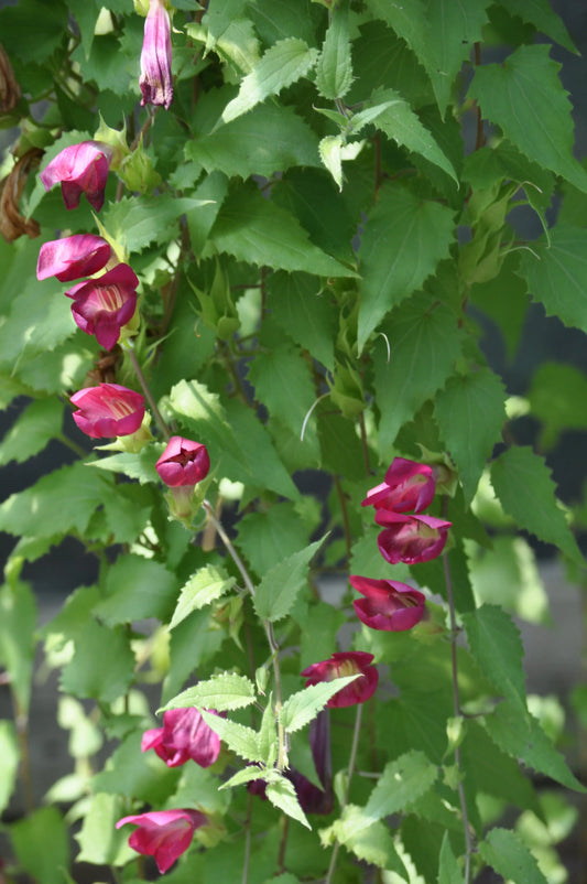 Asarina wislizensis Red Dragon - Mason House Garden