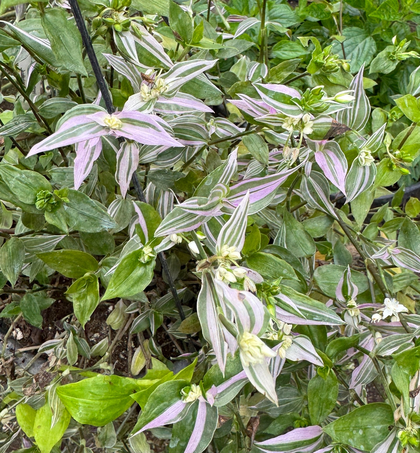 Tradescantia mundula Laekenensis