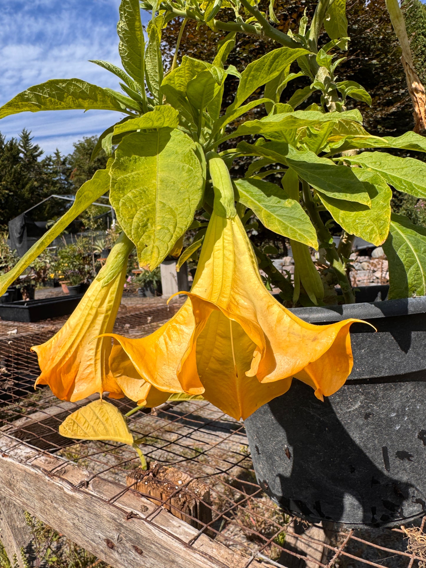Brugmansia DS Zoulou