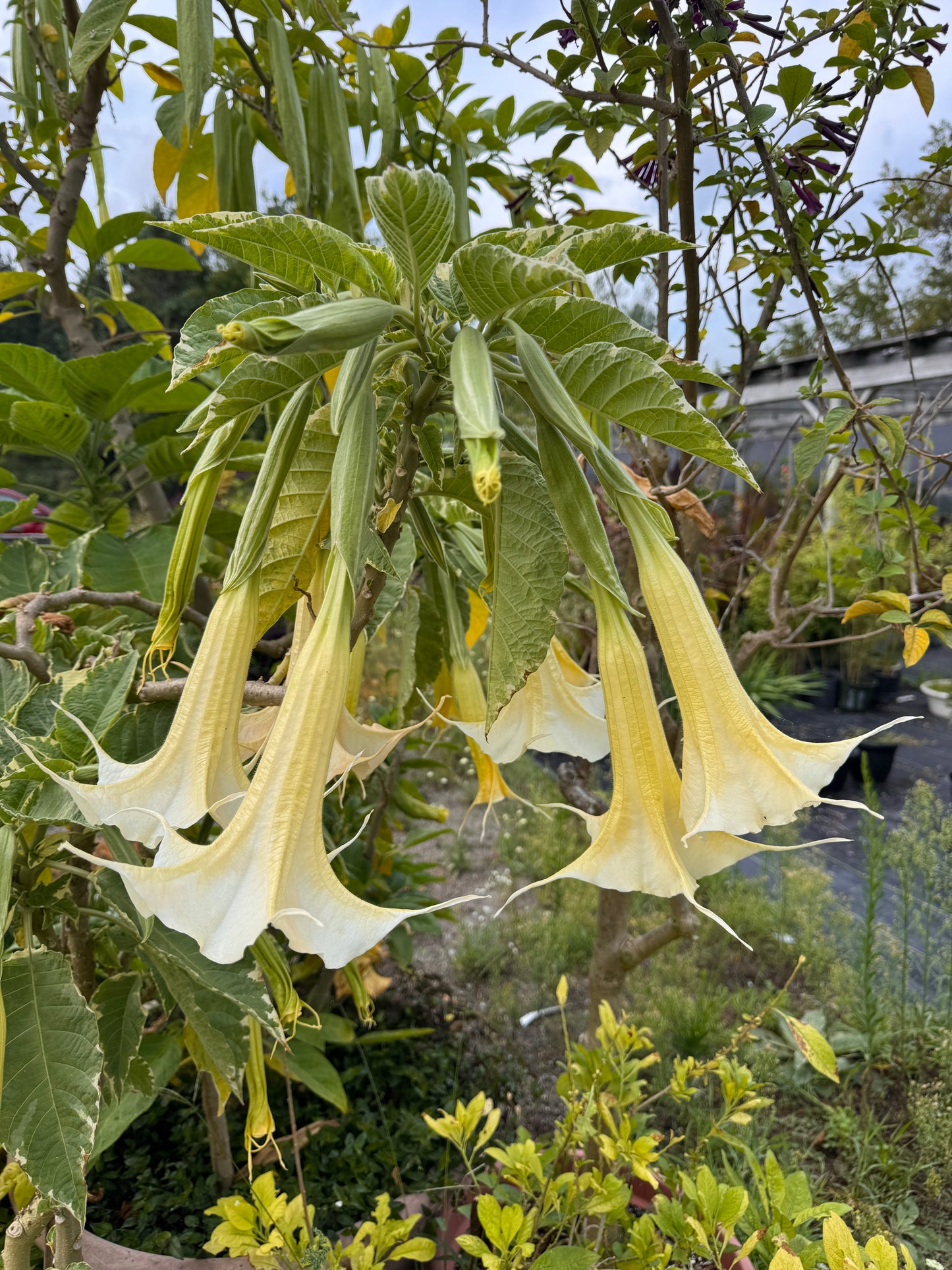 Brugmansia Maya