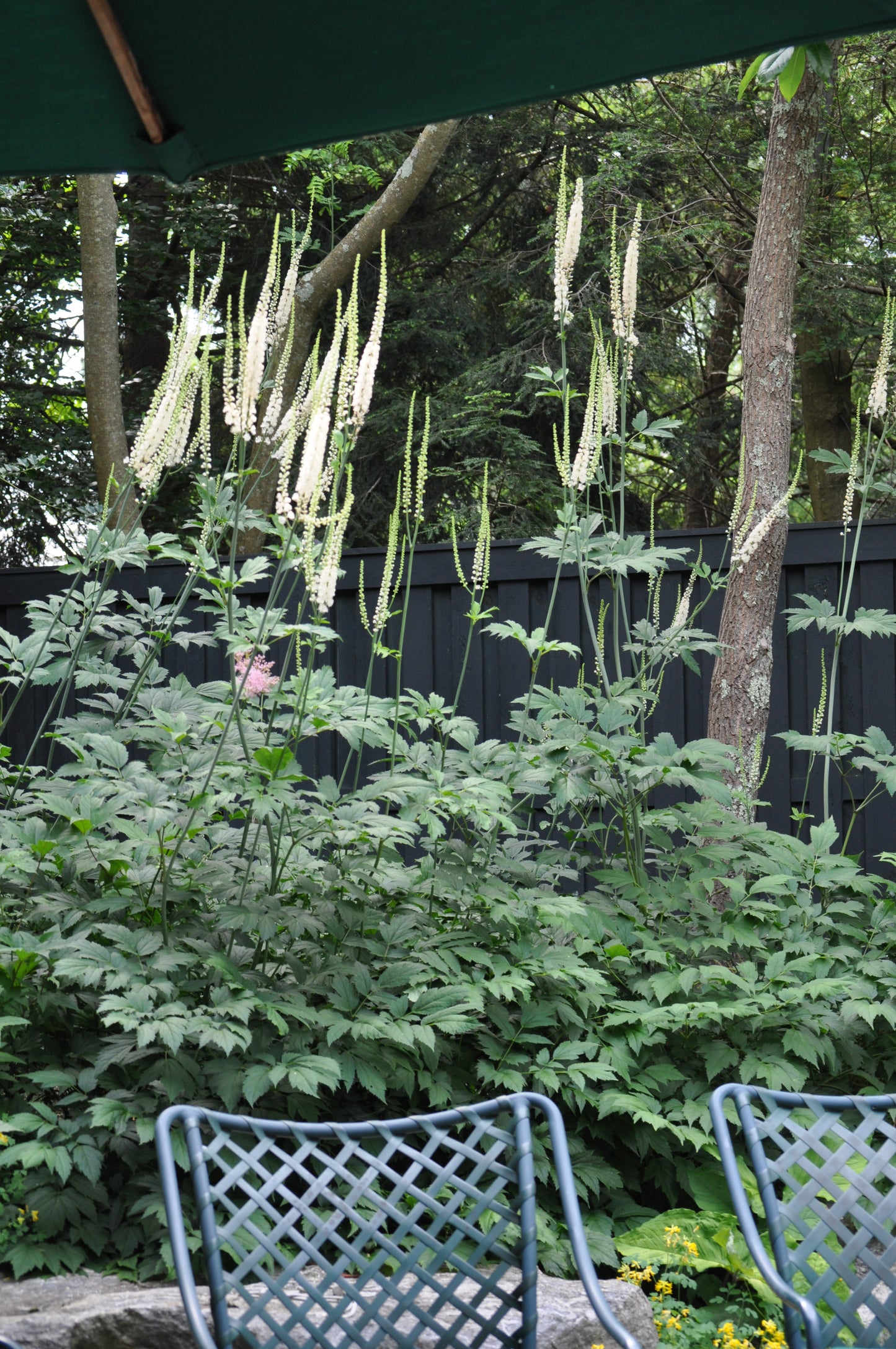 Actaea racemosa