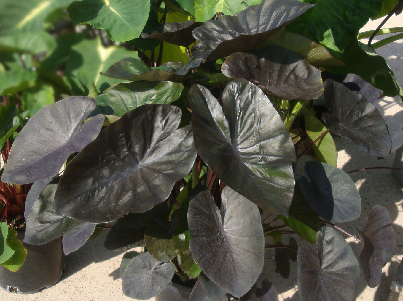 Colocasia Kona Coffee