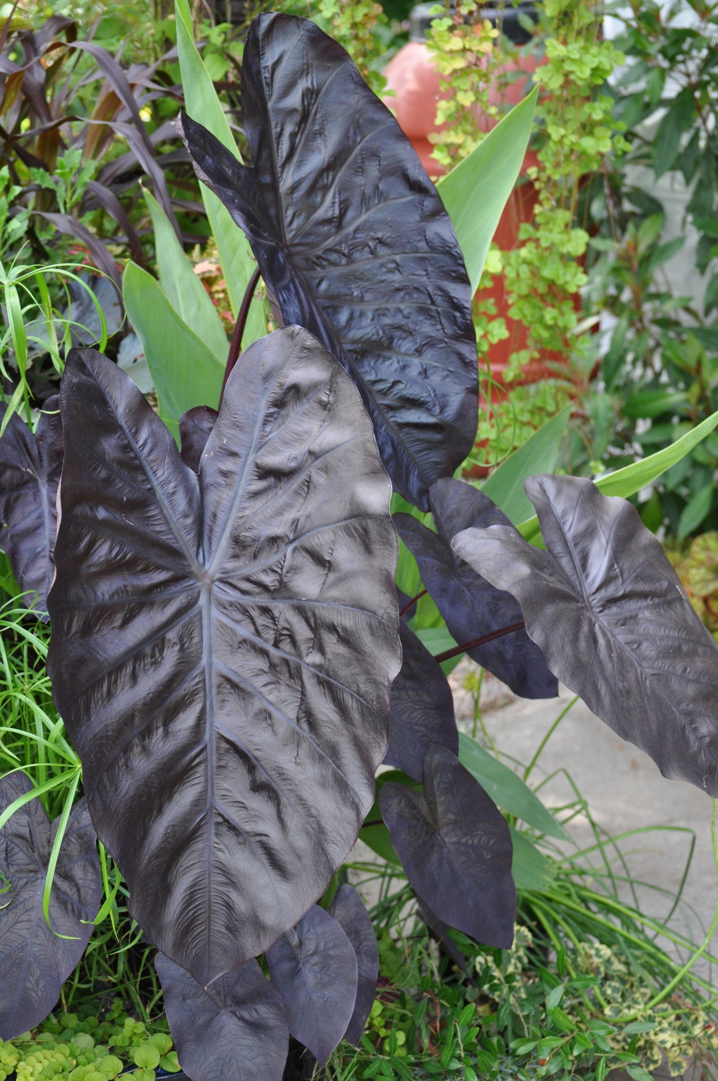 Colocasia Diamond Head