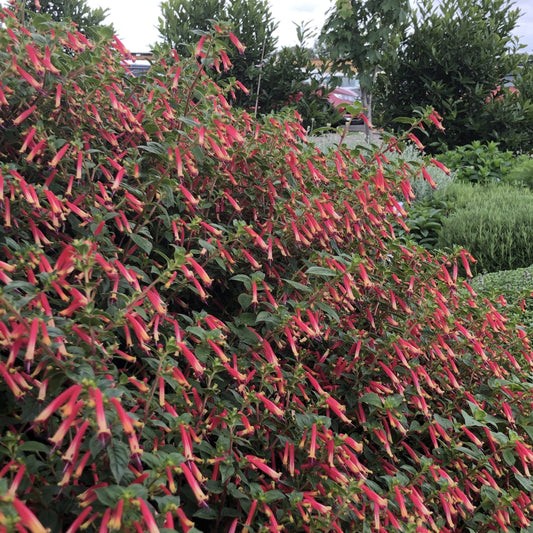 Photo courtesy of PlantHaven International, planthaven.com