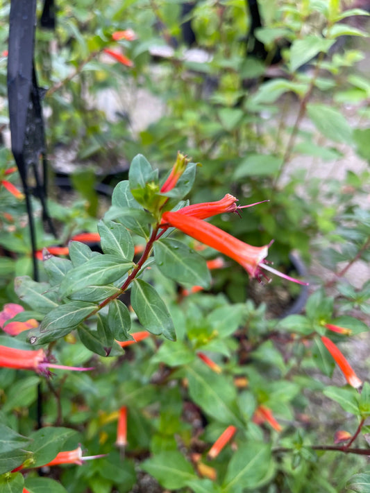 Cuphea David Verity - Mason House Garden