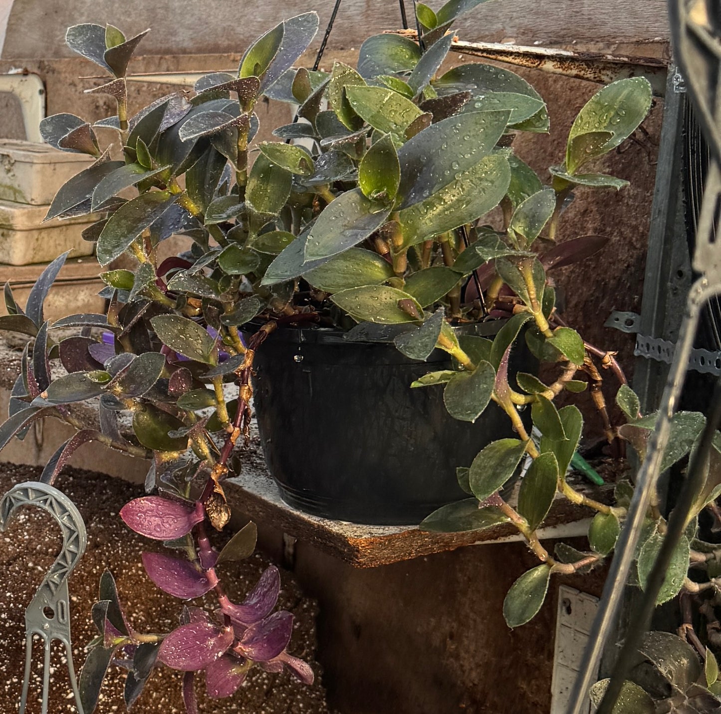 Tradescantia Kevin's