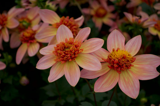 Dahlia Totally Tangerine
