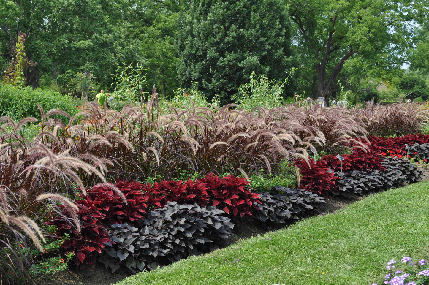 Pennisetum setaceum Rubrum