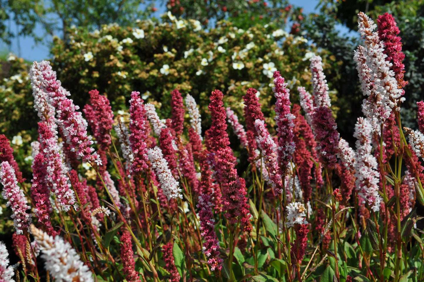 Persicaria affinis