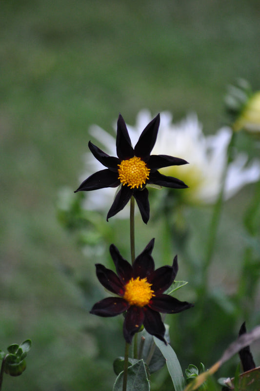 Dahlia Verrone's Obsidian
