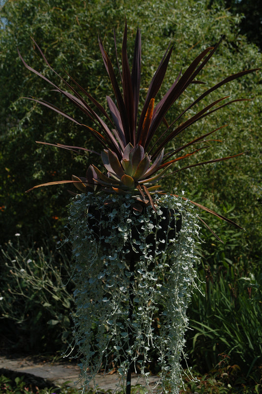 Dichondra Silver Falls