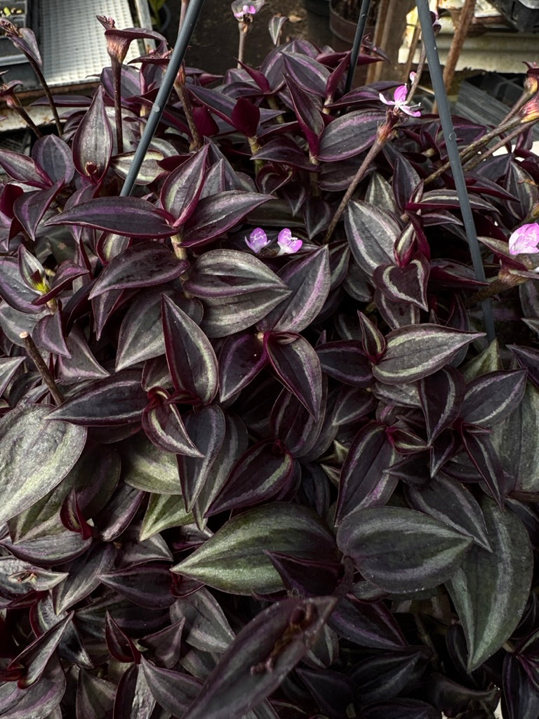 Tradescantia zebrina Deep Purple