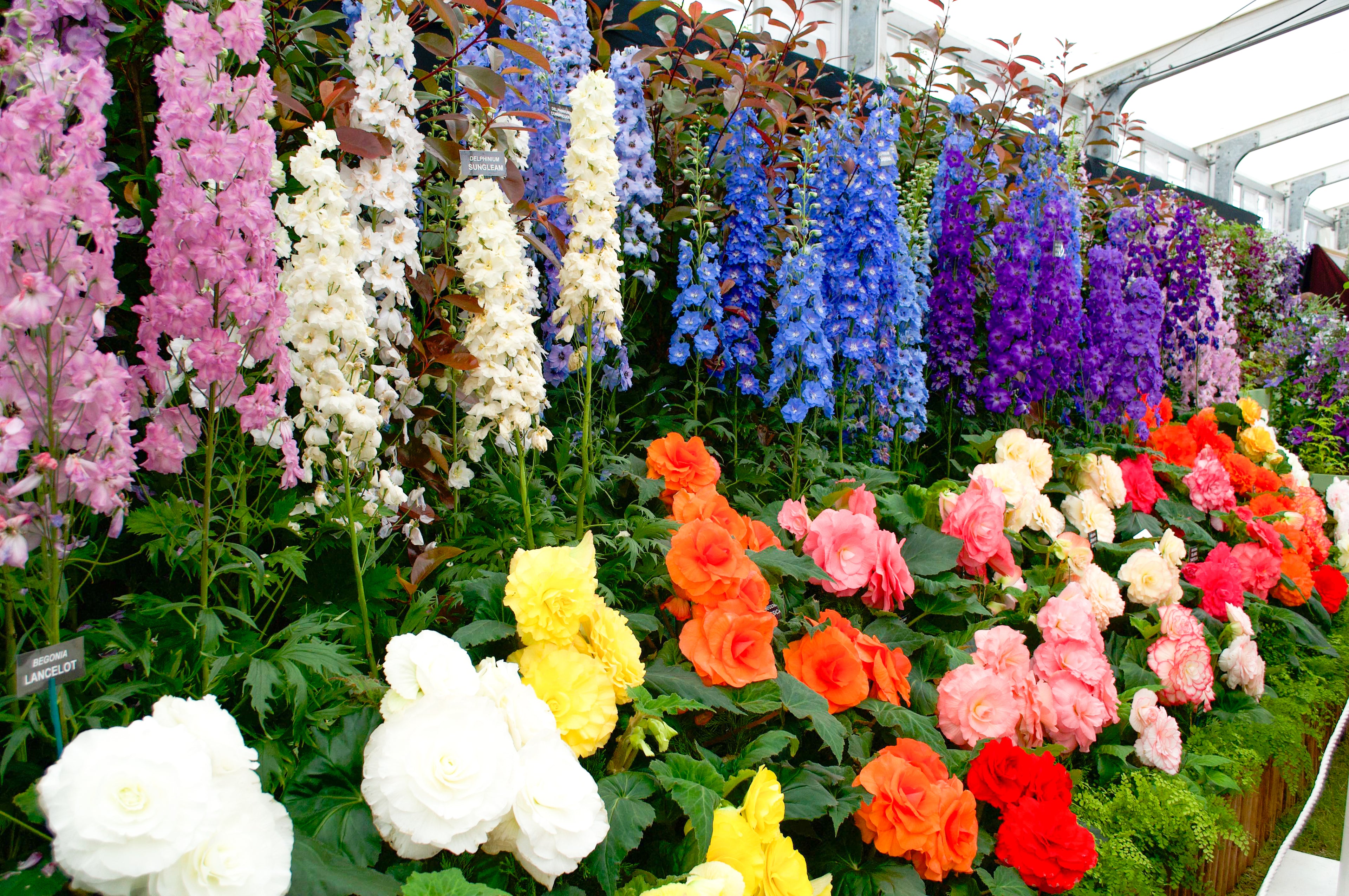 Delphiniums in bloom