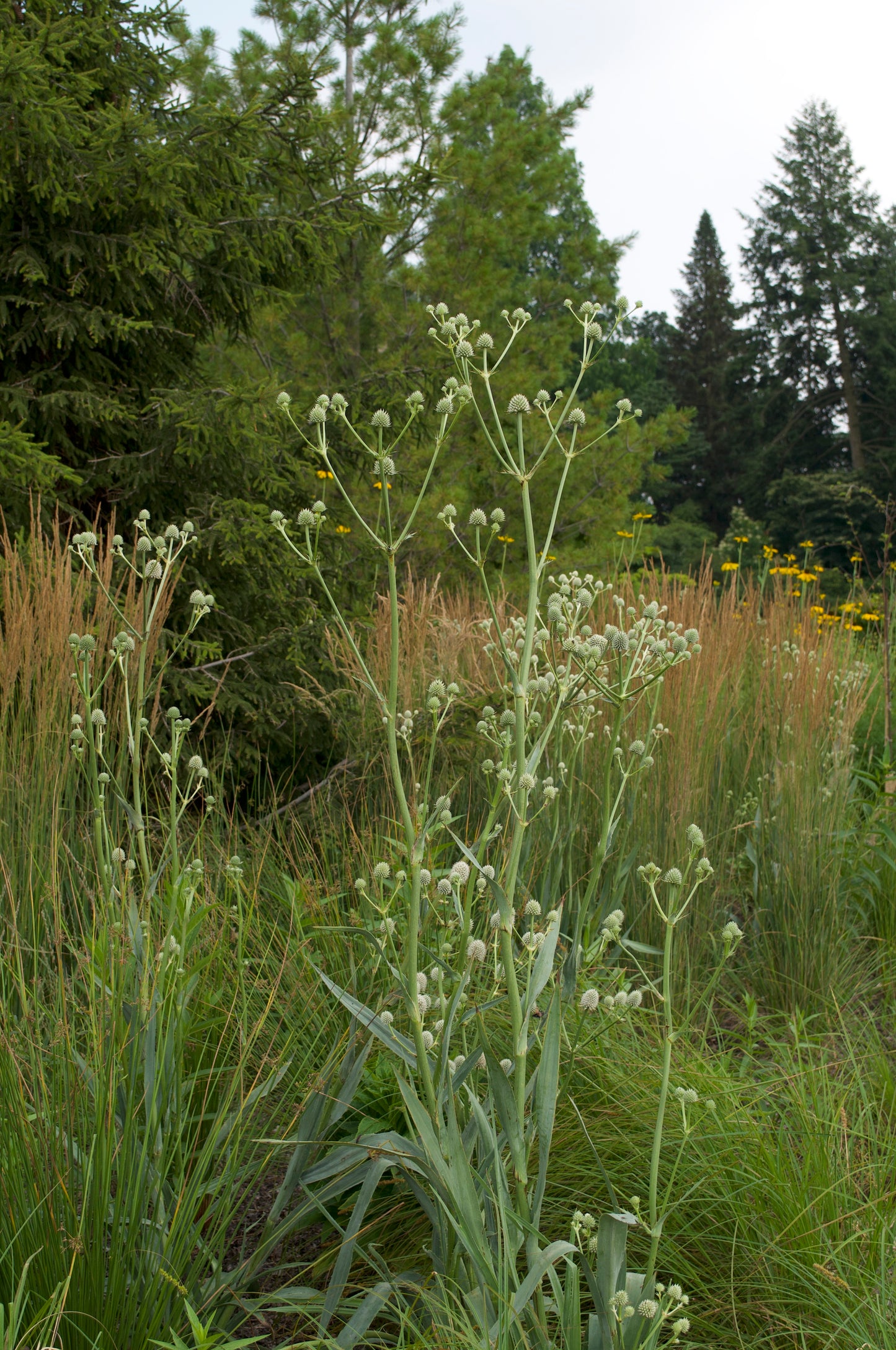 Eryngium yuccifolium