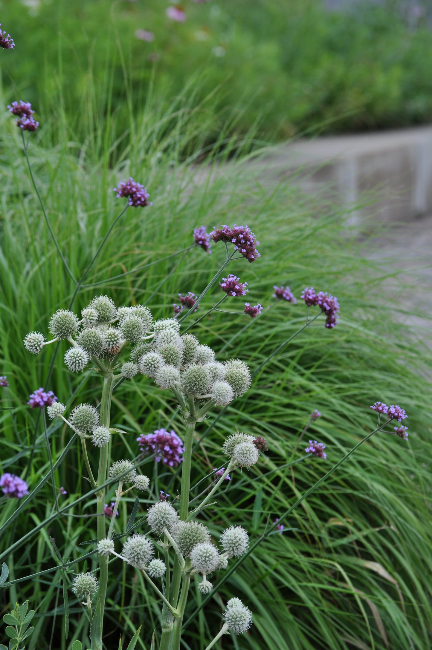 Eryngium yuccifolium