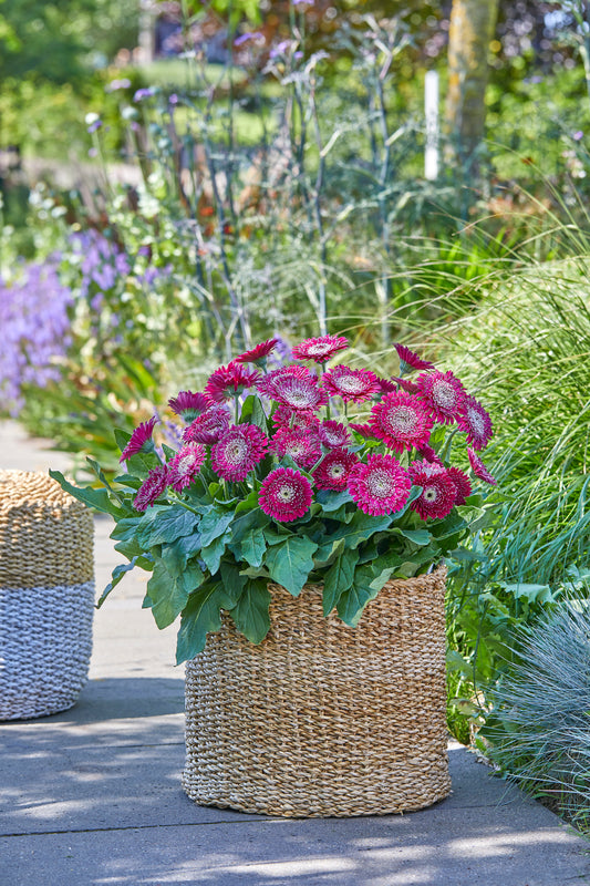 Gerbera Garvinea Majestic Burgundy