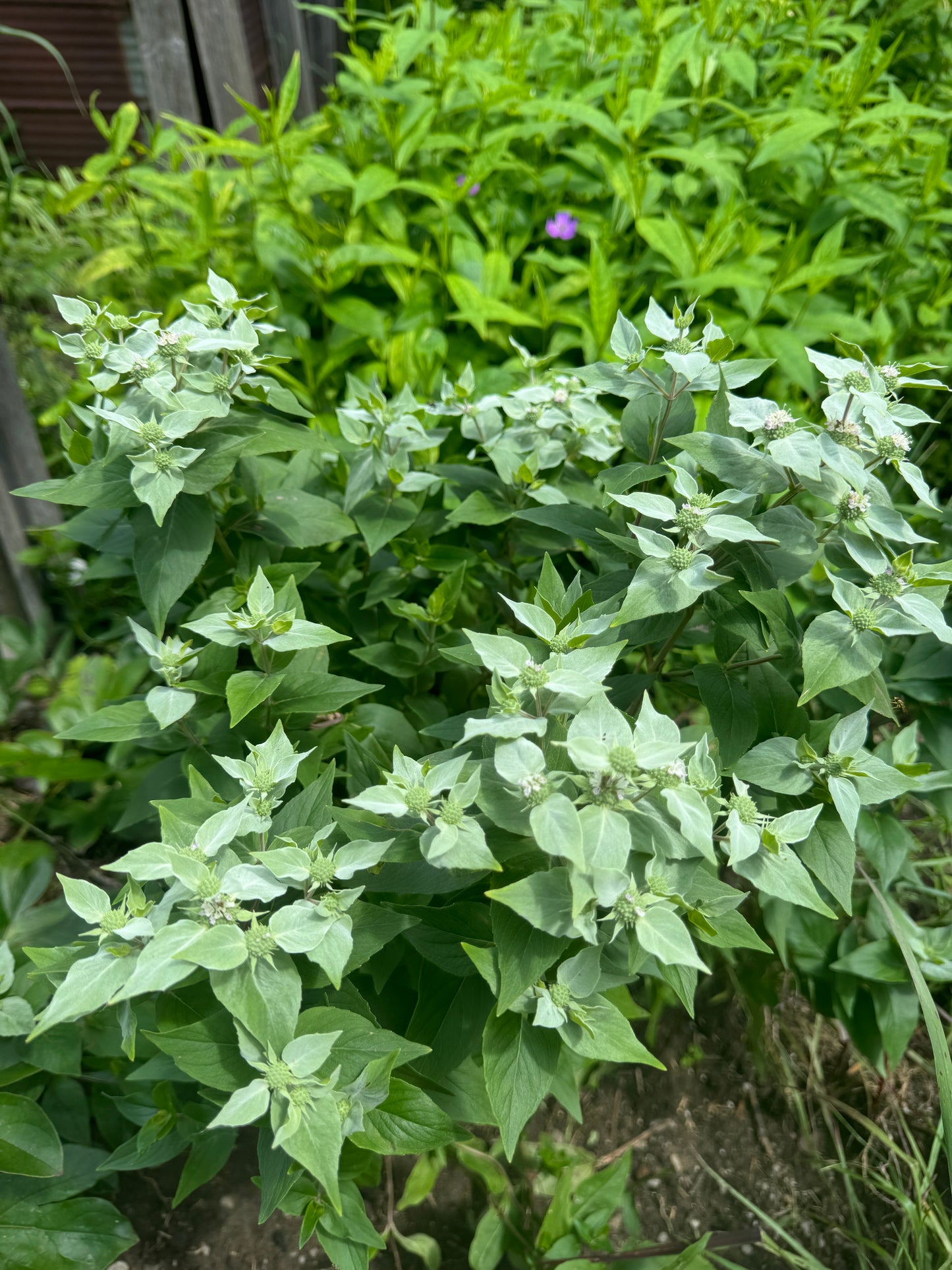 Pycnanthemum muticum