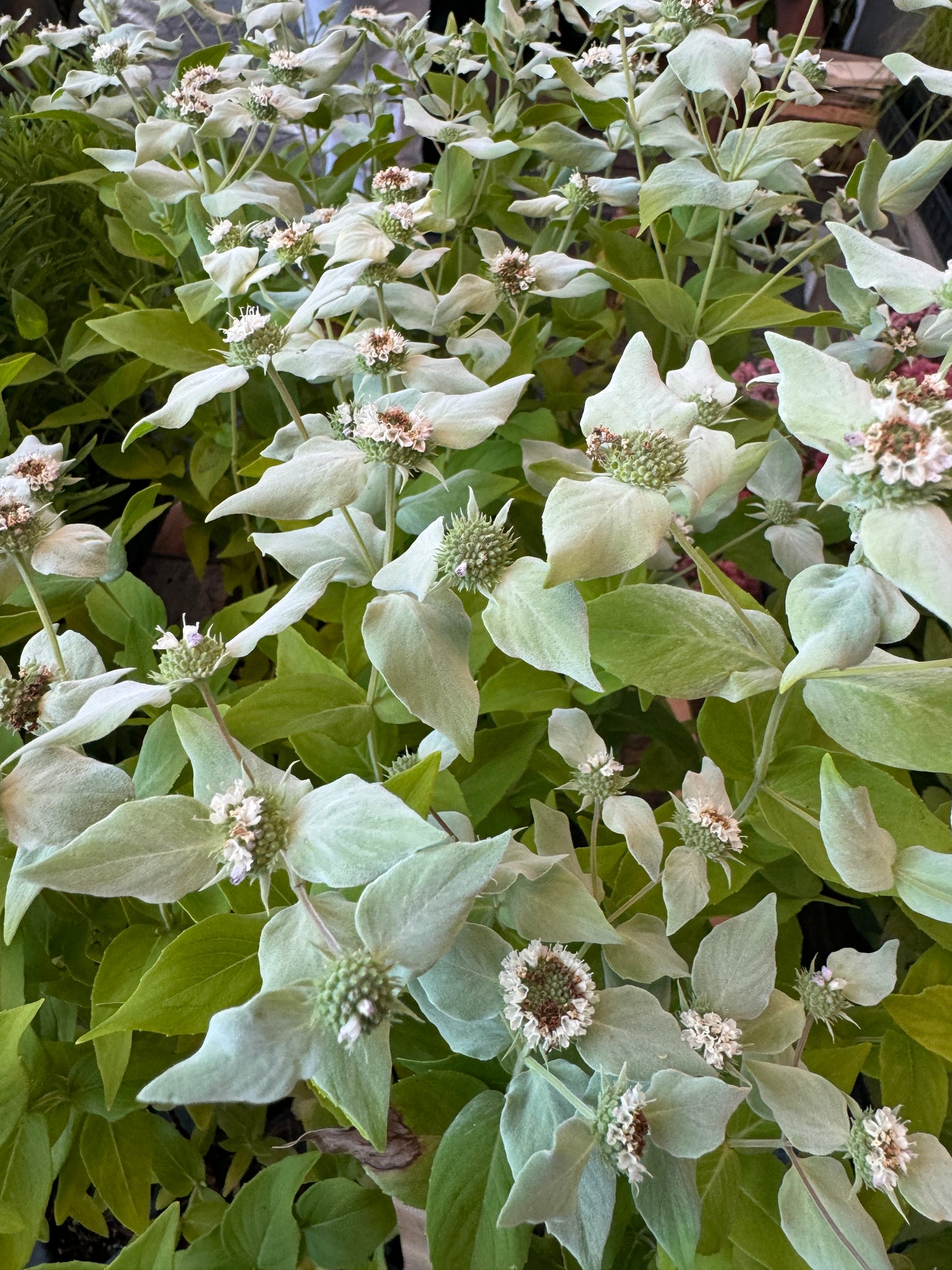 Pycnanthemum muticum