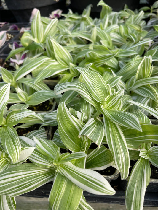 Tradescantia Albovittata - Mason House Garden