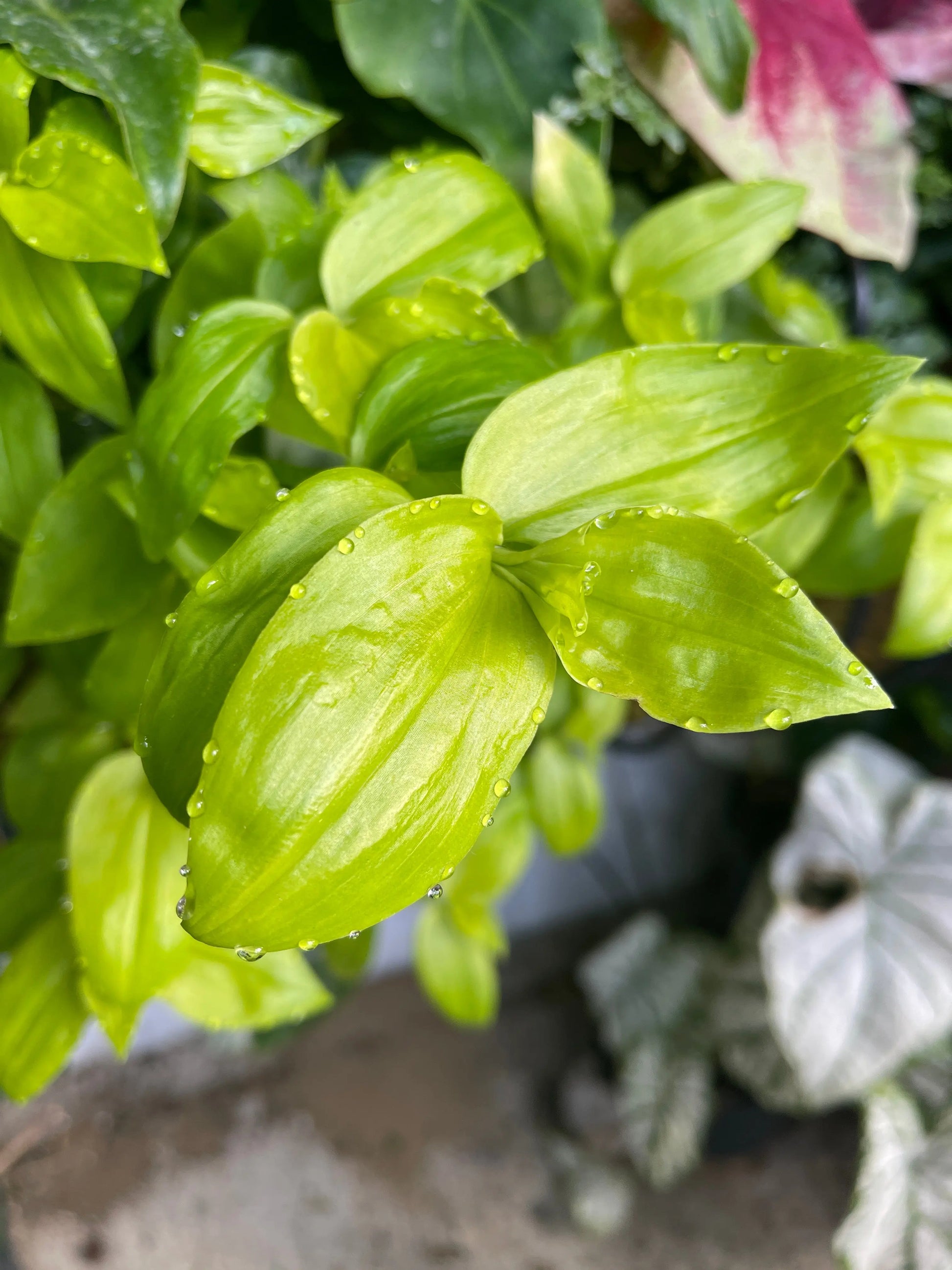 Tradescantia fluminensis Aurea - Mason House Garden