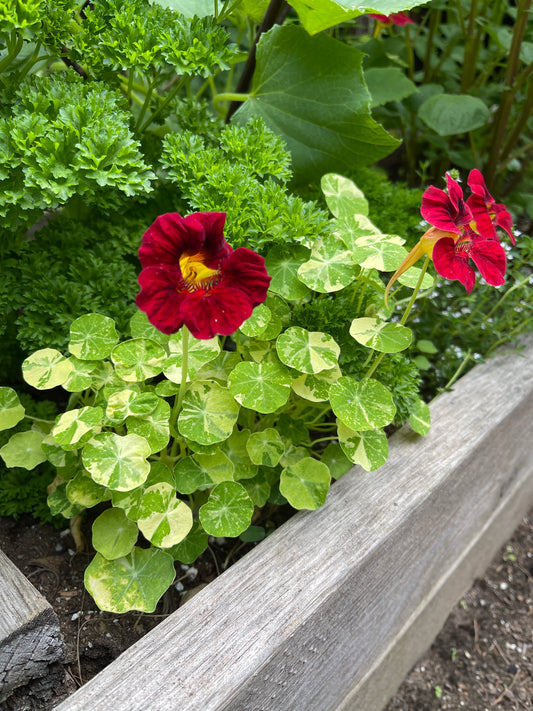 Nasturtium Alaska Red Shades