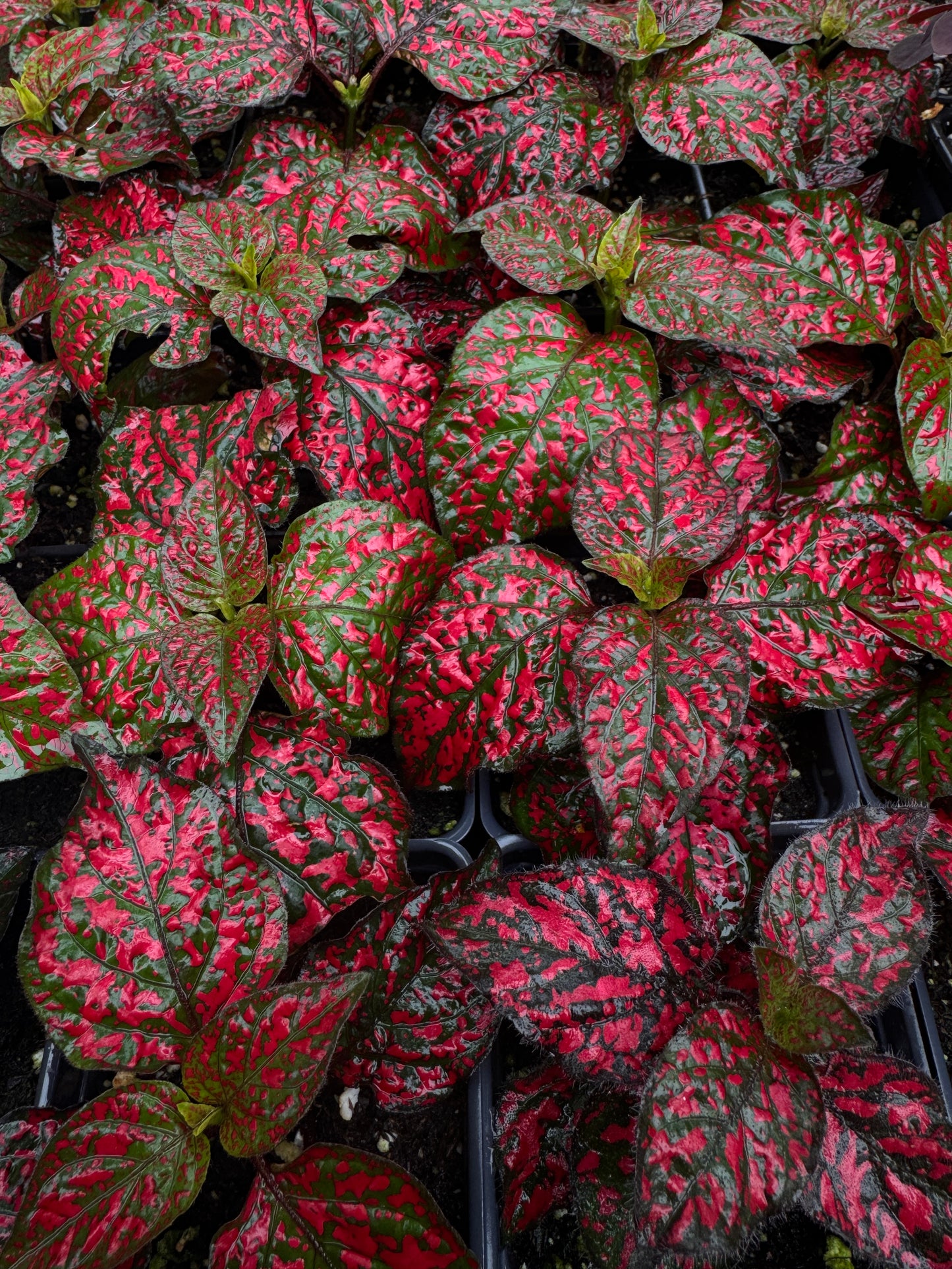 Hypoestes Hippo Red