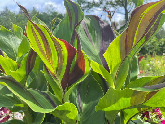 Canna Cleopatra - Mason House Garden