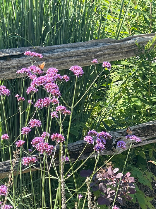 Verbena bonariensis