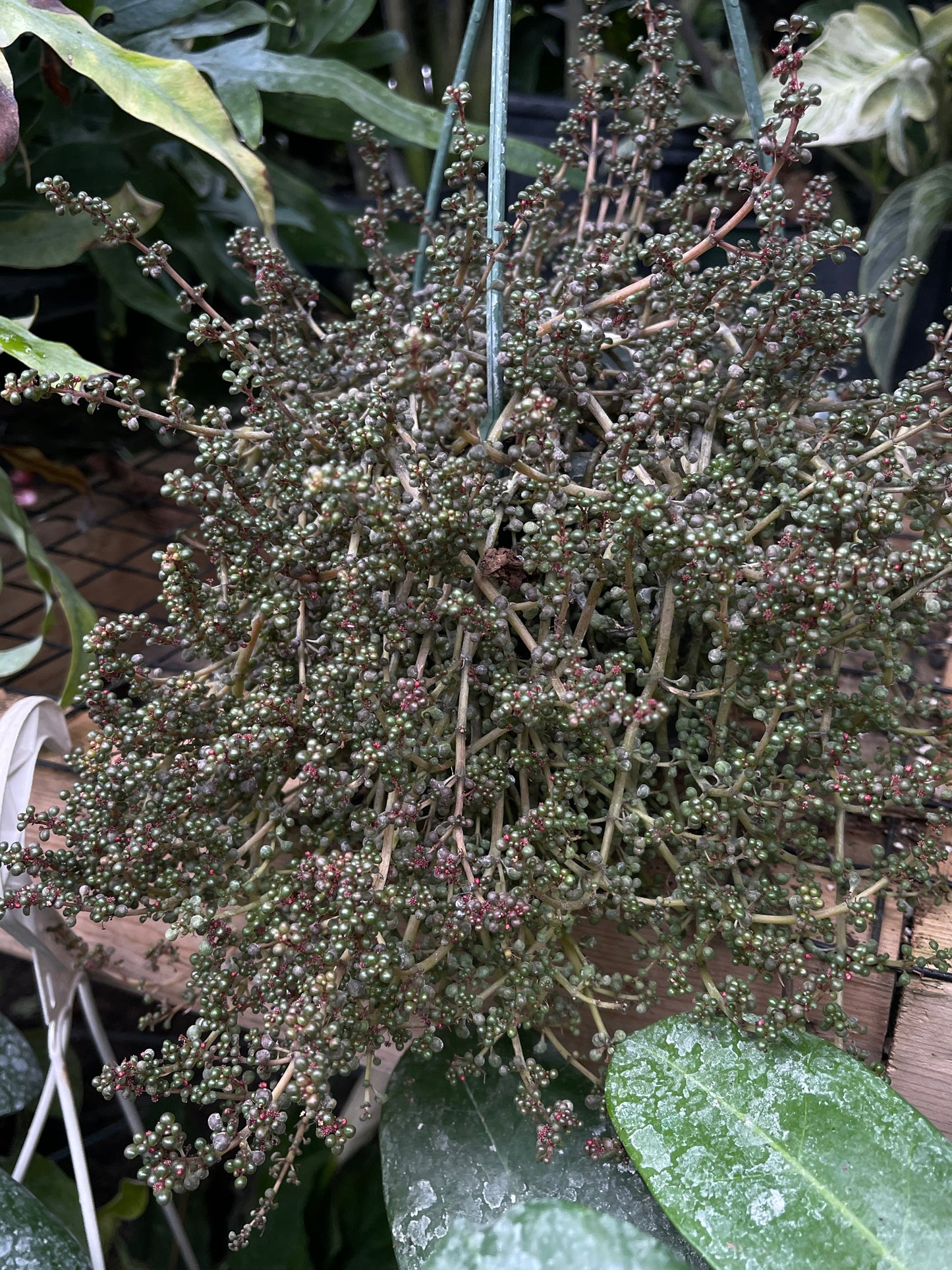 Pilea serpyllacea Globosa