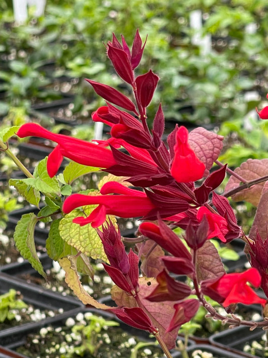 Salvia Roman Red - Mason House Garden