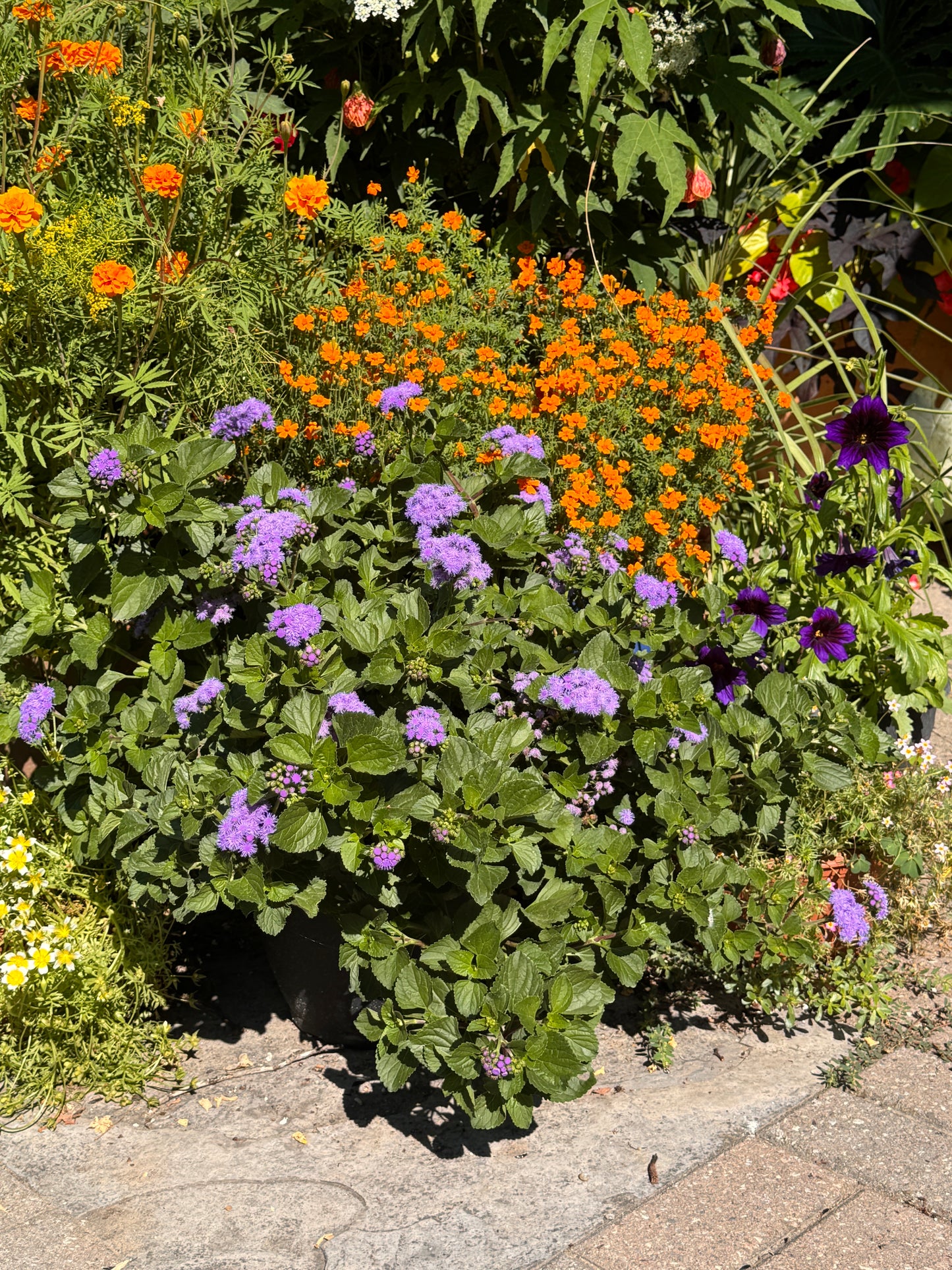 Ageratum Monarch Magic