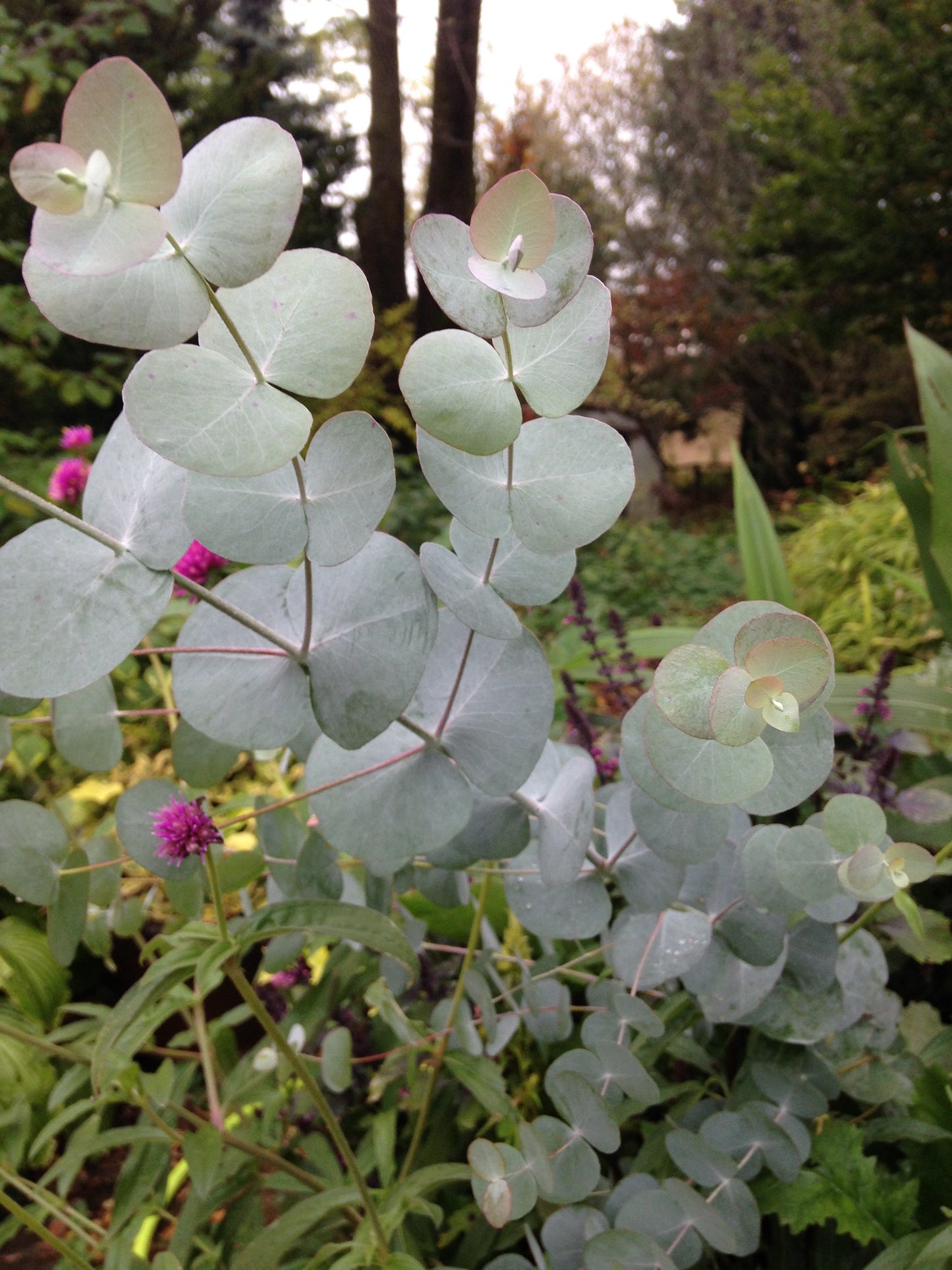 Eucalyptus cinerea Silver Dollar