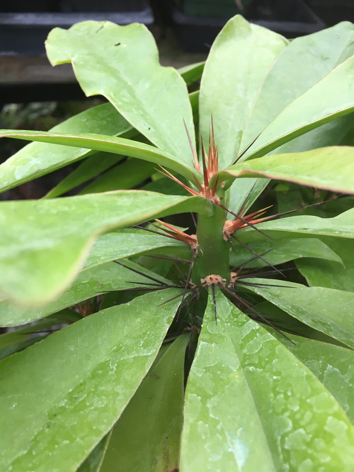 Pereskia grandifolia