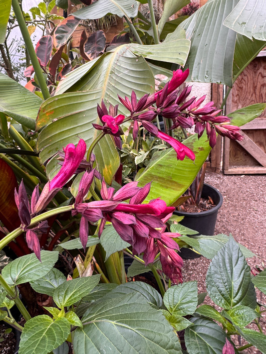 Salvia Tropicolor Claret