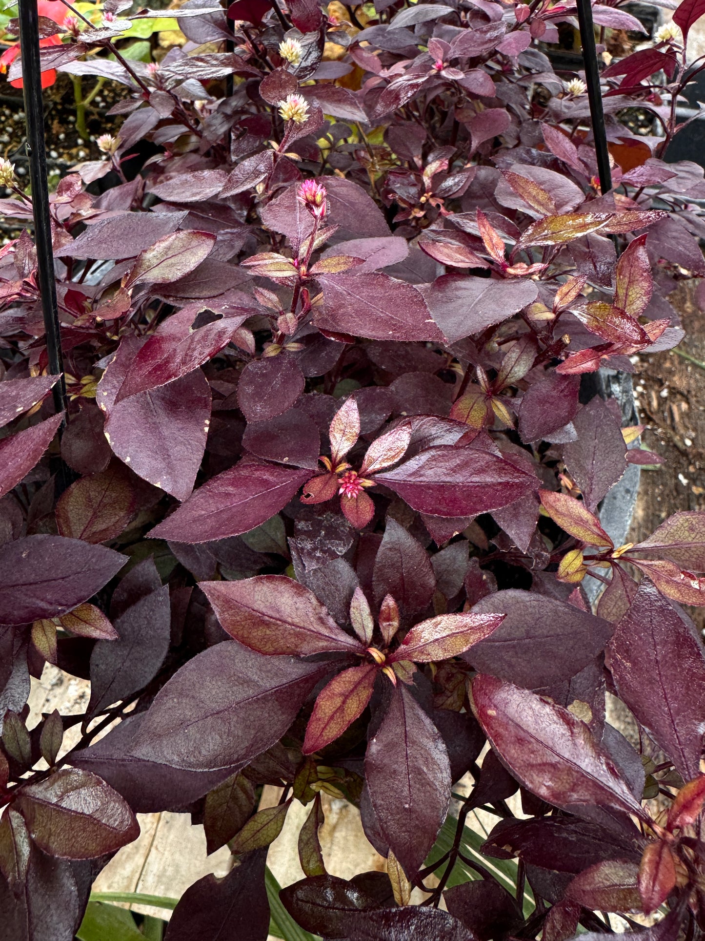 Alternanthera Purple Prince