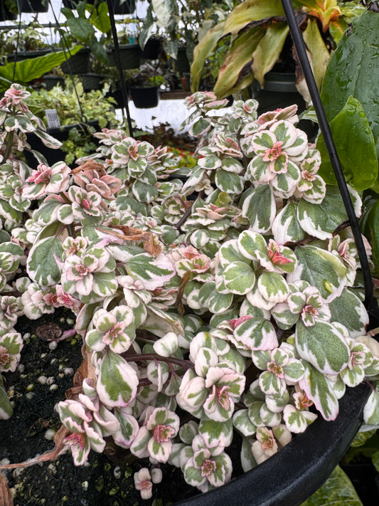 Plectranthus Wisley Blush