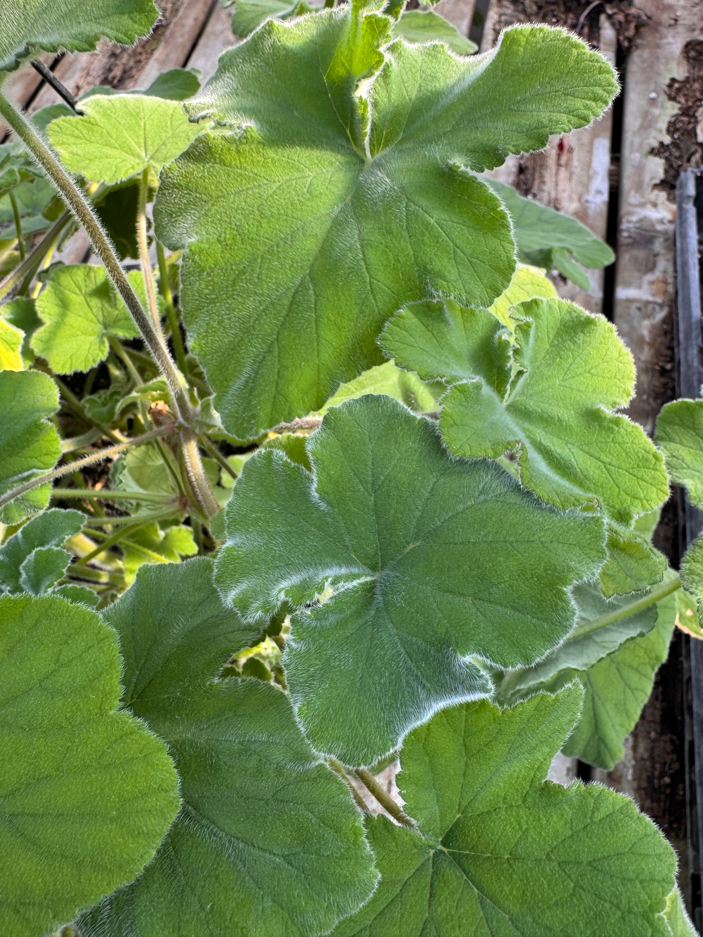 Pelargonium Peppermint