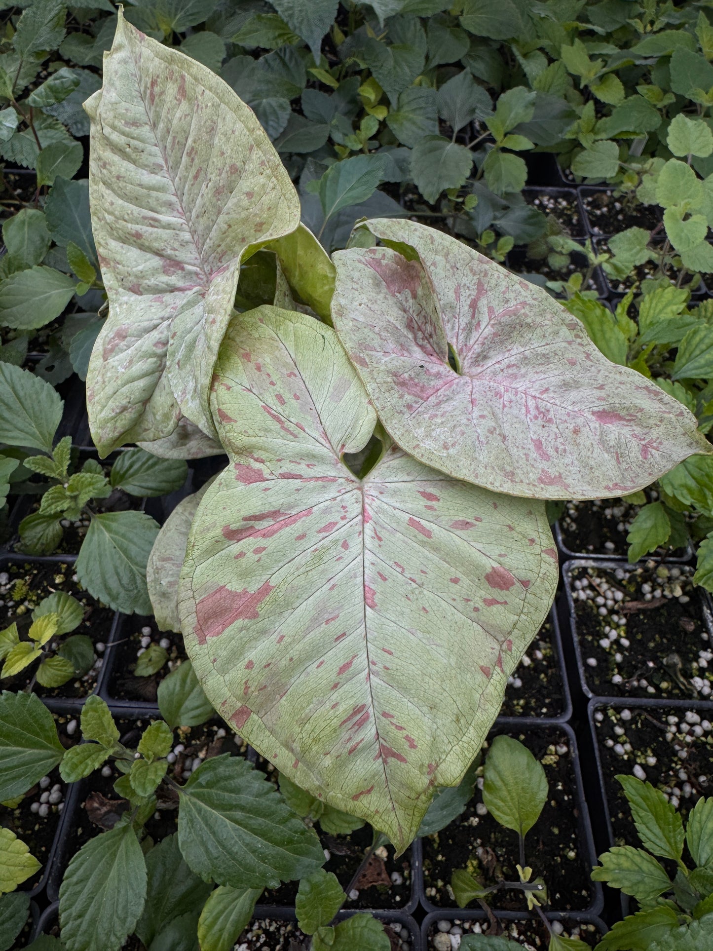Syngonium Dazzle