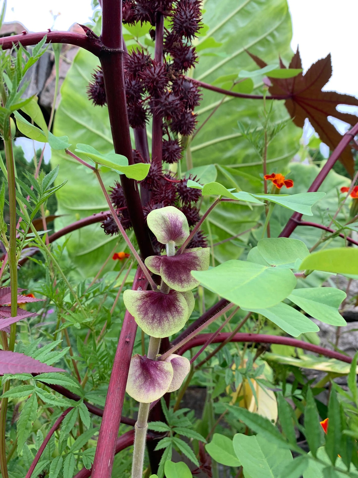 Amicia zygomeris - Mason House Garden