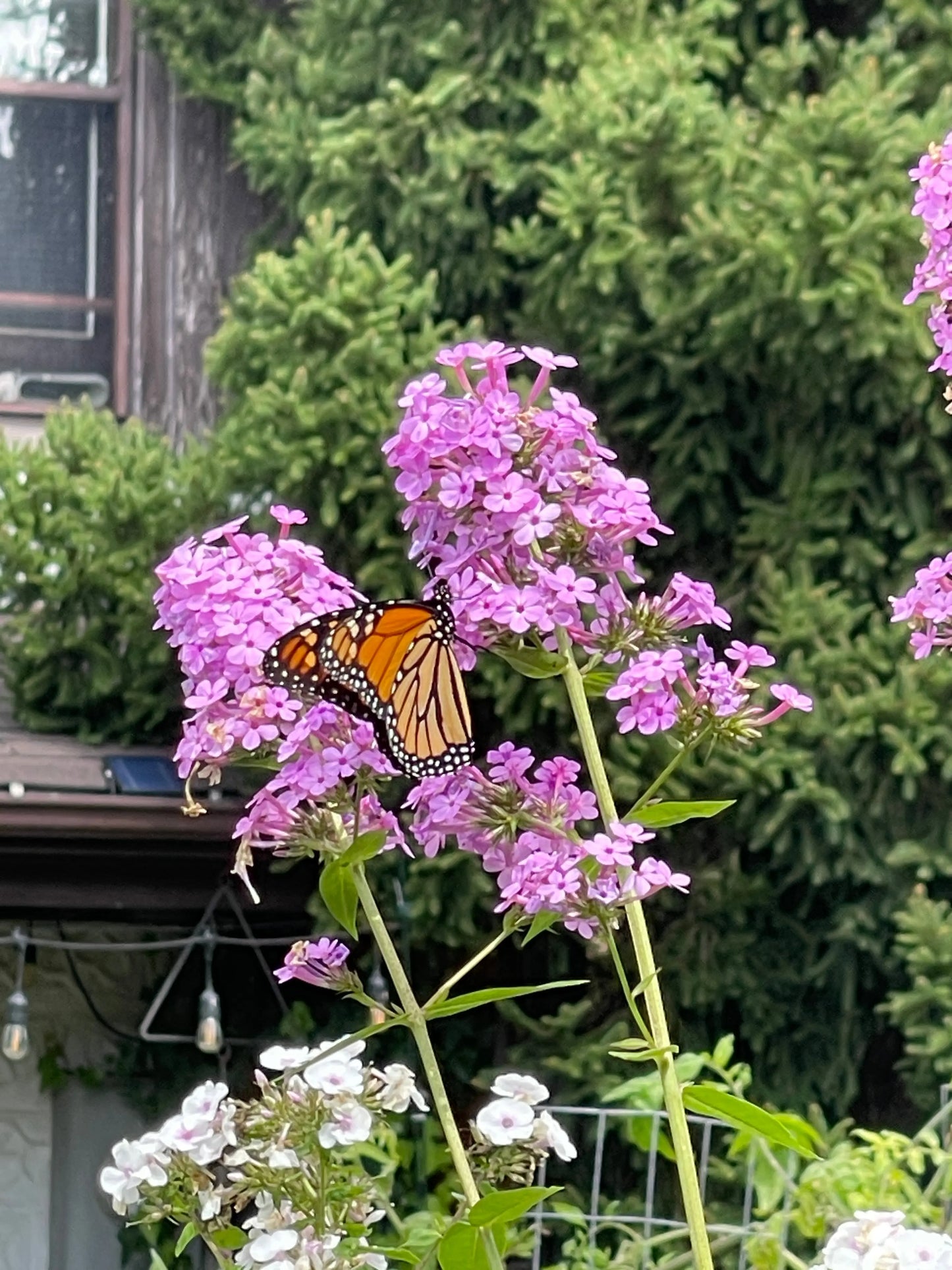 Phlox paniculata Jeana