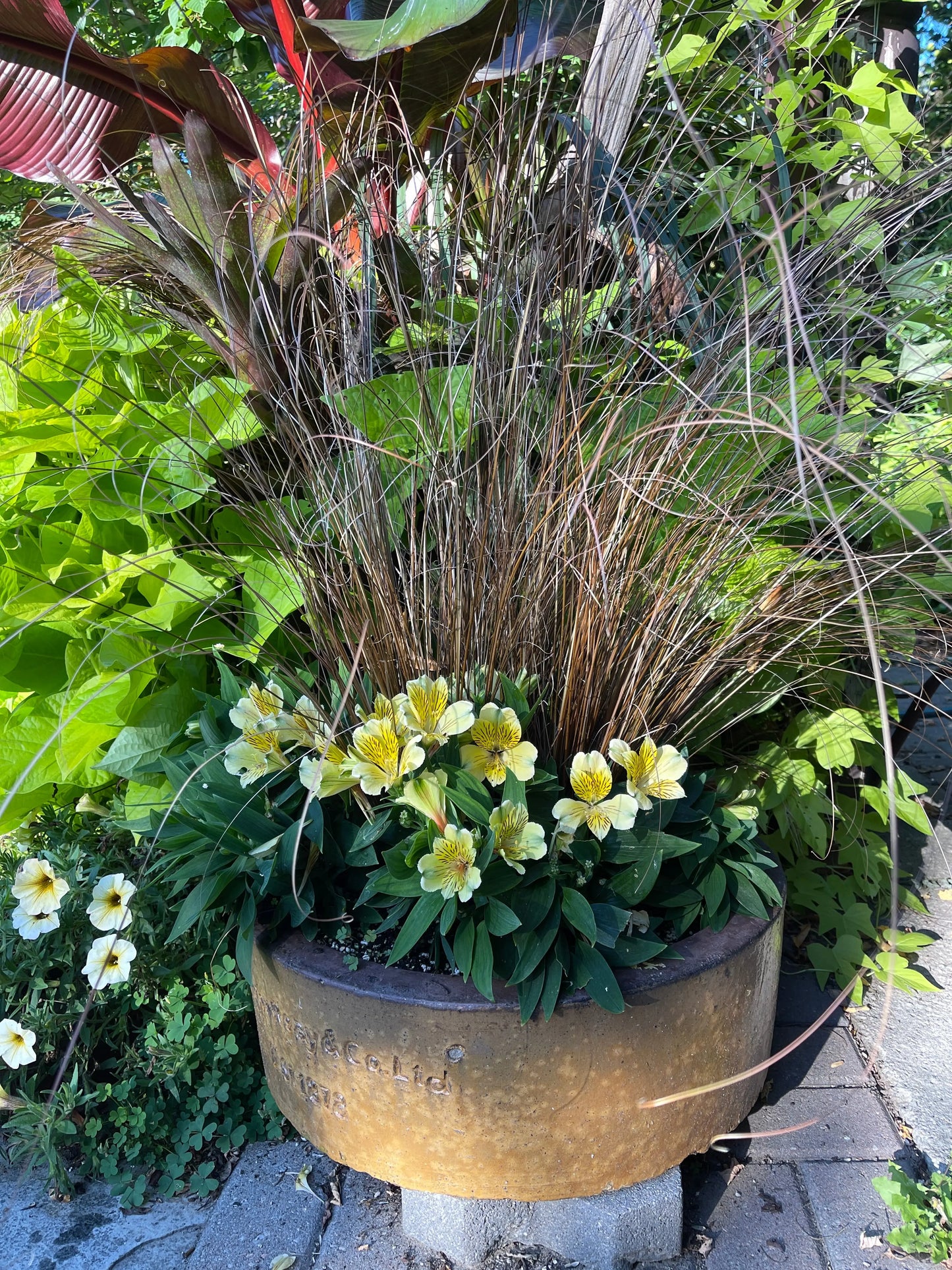 Carex buchananii Red Rooster - Mason House Garden